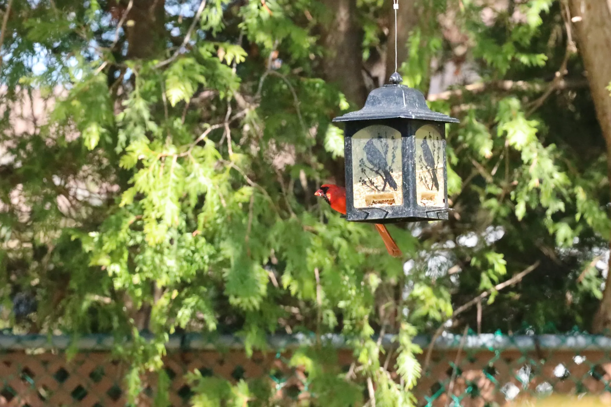 A male Northern Cardinal at a hanging lantern-style seed feeder in a leafy backyard