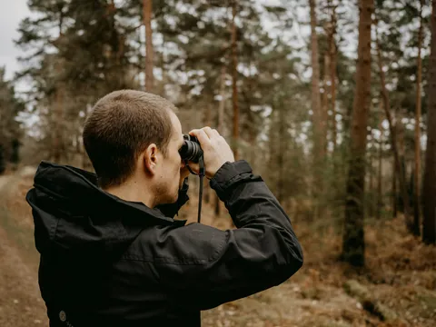 A birder in a dark jacket looking through binoculars in a pine wood