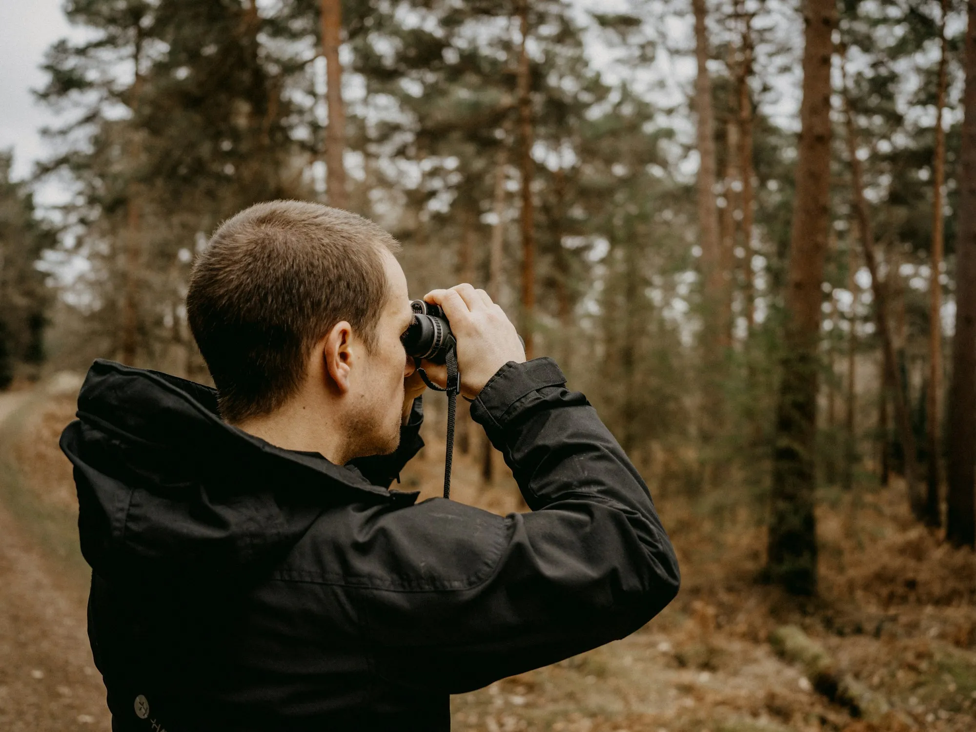 A birder in a dark jacket looking through binoculars in a pine wood