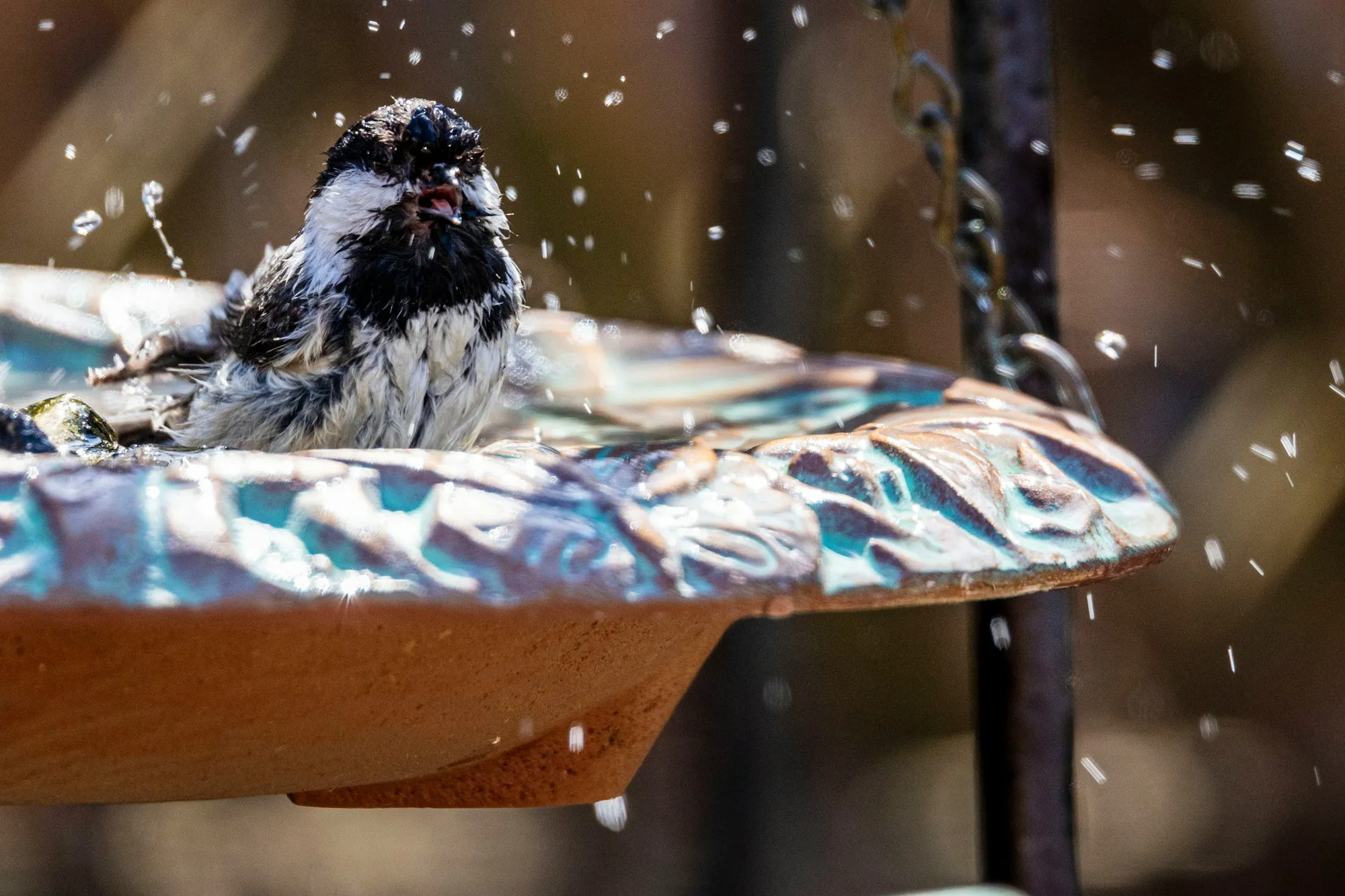 A Black-capped Chickadee splashing in a shallow glazed bird bath