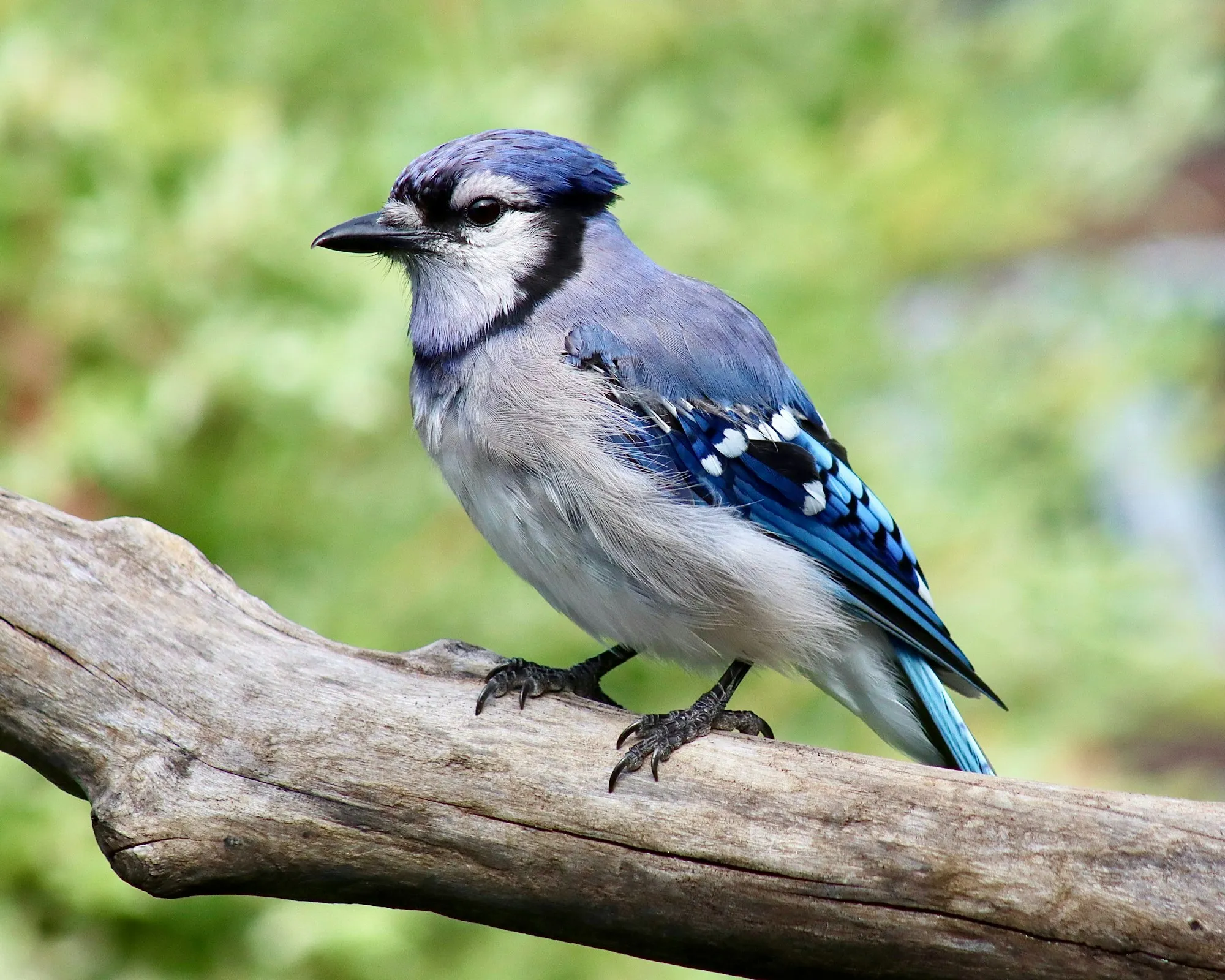A Blue Jay perched on a weathered branch, showing its crest, black necklace and barred blue wings