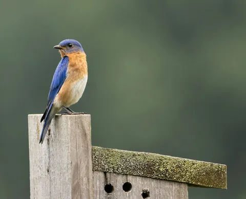 A male Eastern Bluebird perched on the post of a wooden nest box