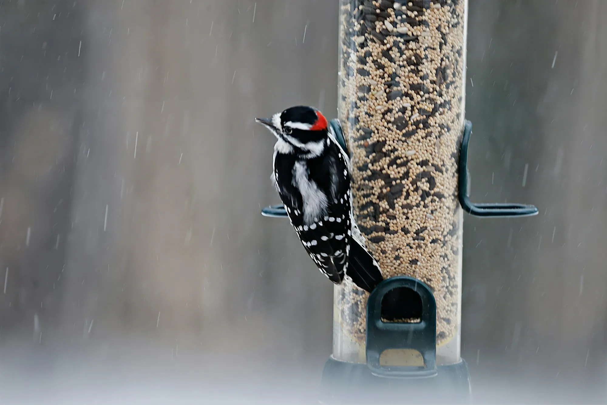 A male Downy Woodpecker clinging to a seed tube feeder in falling snow