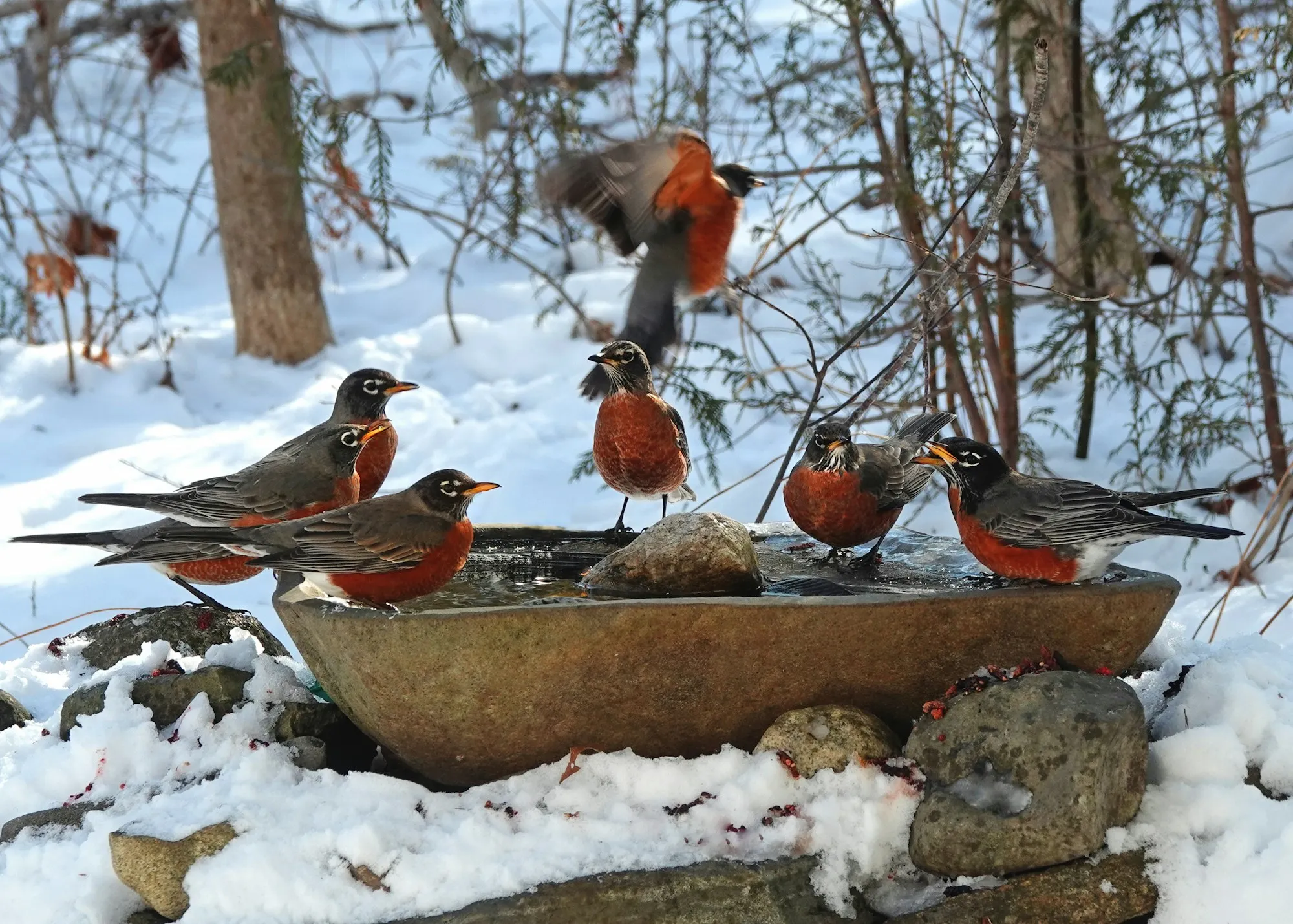 A flock of American Robins drinking at an open-water stone bird bath surrounded by snow in Maine
