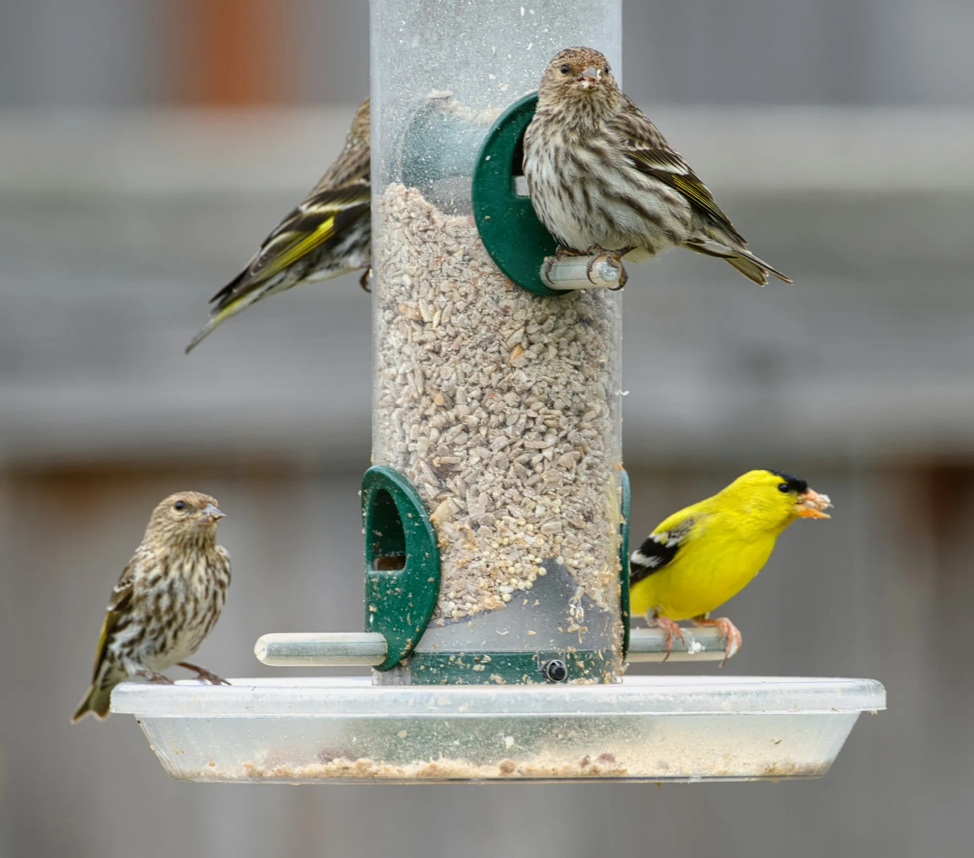 A male American Goldfinch and three Pine Siskins feeding on seed at a clear tube feeder