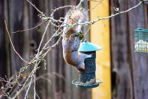A gray squirrel hanging upside down from a branch to raid a hanging seed feeder beside a wooden fence