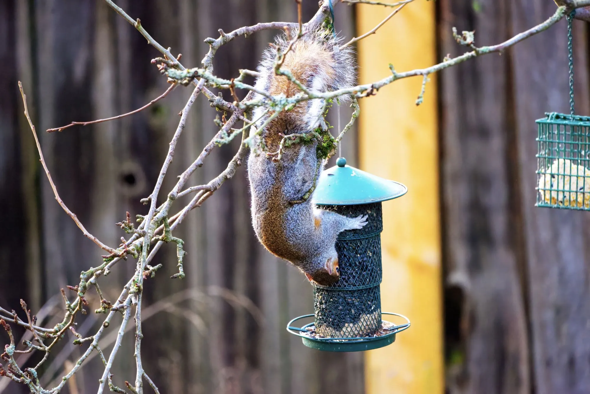 A gray squirrel hanging upside down from a branch to raid a hanging seed feeder beside a wooden fence