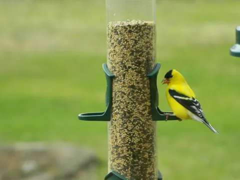 A male American Goldfinch in bright breeding plumage eating seed at a tube feeder, seen up close