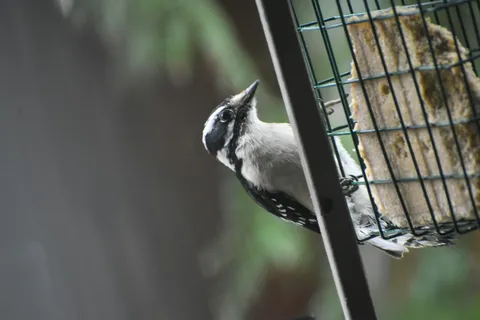 Close-up of a Downy Woodpecker clinging to a wire suet cage