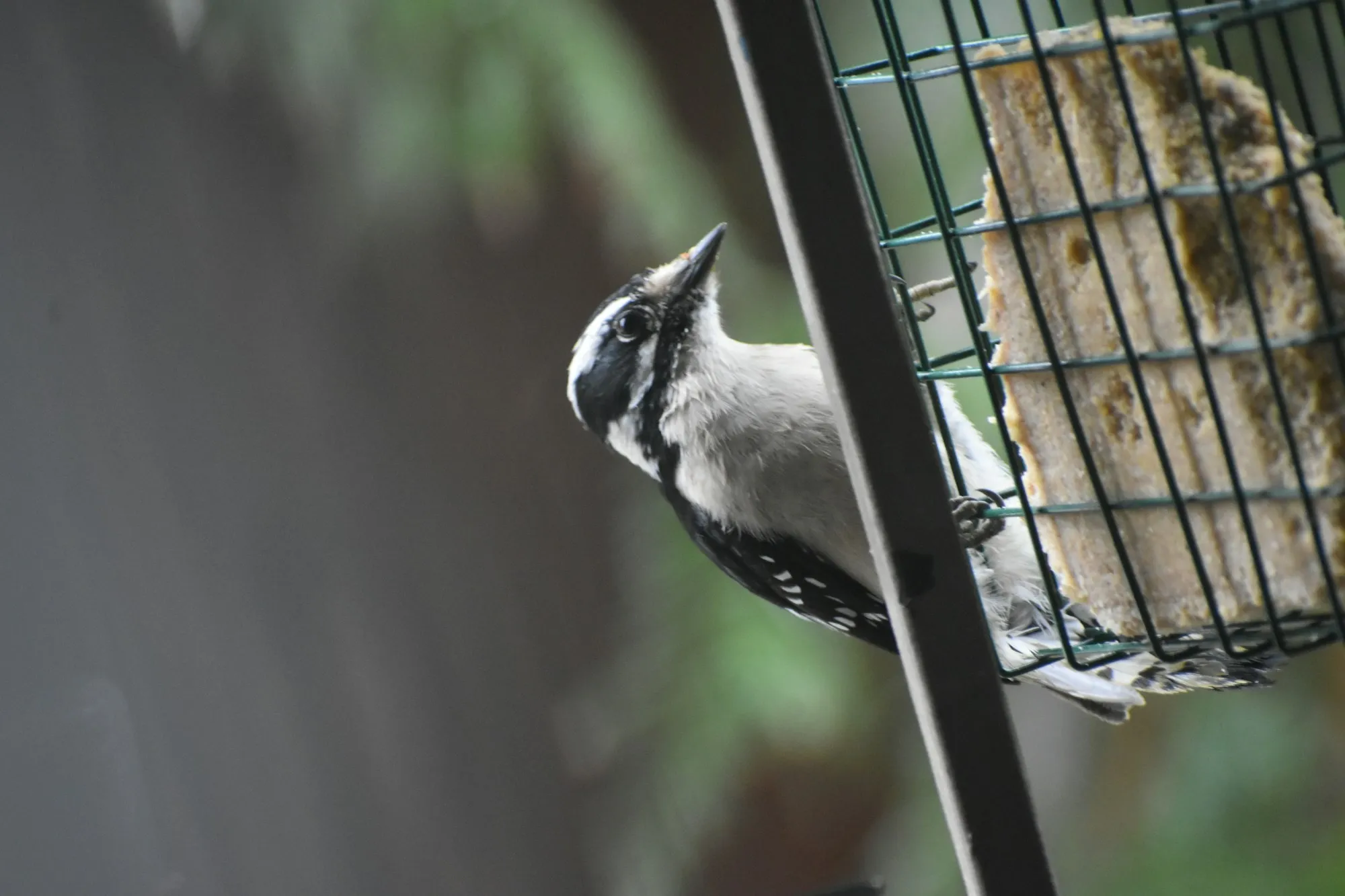 Close-up of a Downy Woodpecker clinging to a wire suet cage