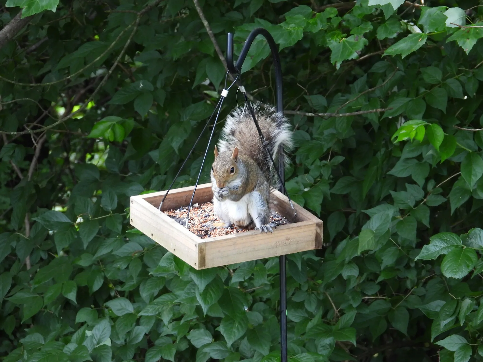 An eastern gray squirrel sitting in a hanging wooden platform feeder, eating the bird seed