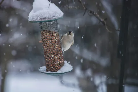 A Tufted Titmouse clinging to a mesh peanut feeder capped with snow during a snowfall