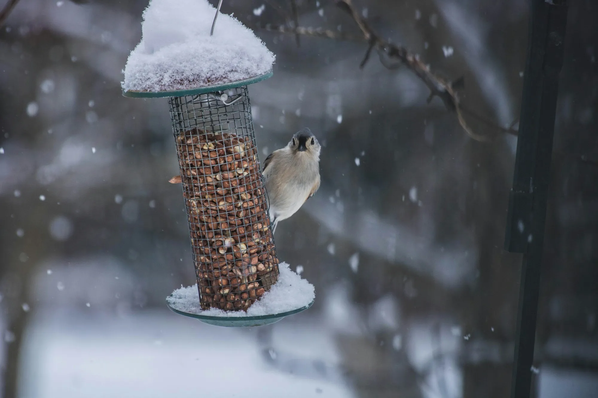 A Tufted Titmouse clinging to a mesh peanut feeder capped with snow during a snowfall